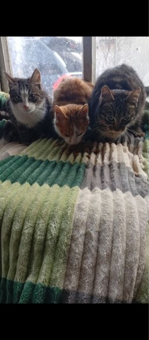 Отдам котят в хорошие руки