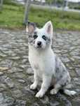 Border Collie azul merle macho / blue merle