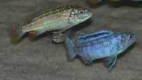 GB MALAWI Pyszczak Joanny - Labidochromis Joanjohnsonae - dowóz ryb!