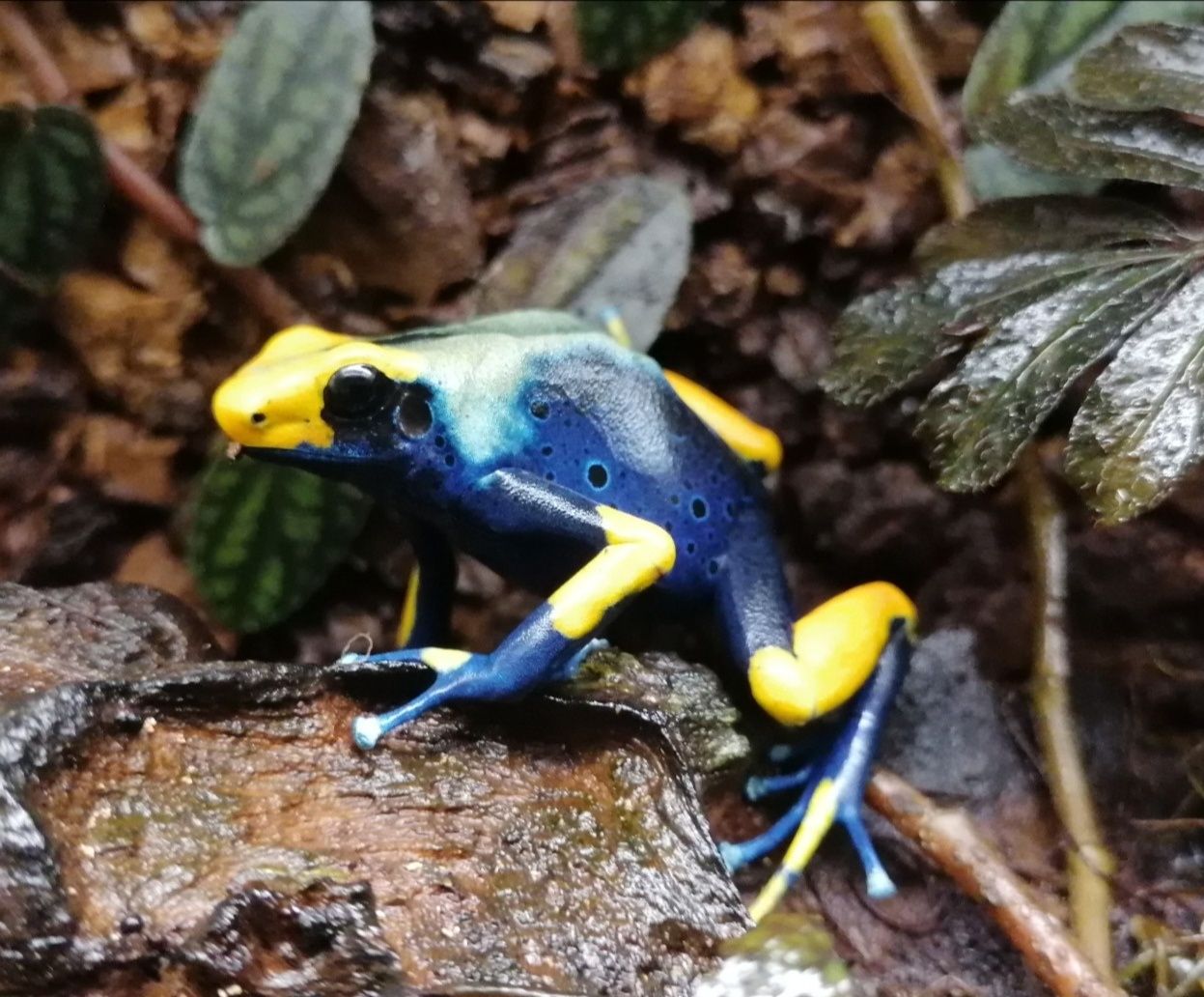 Dendrobates tinctorius Tumucumaque / drzewołazy