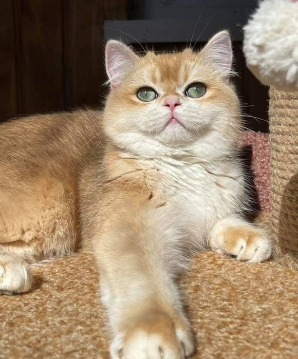 Британський кіт