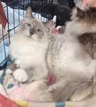 Невский маскарадний котик