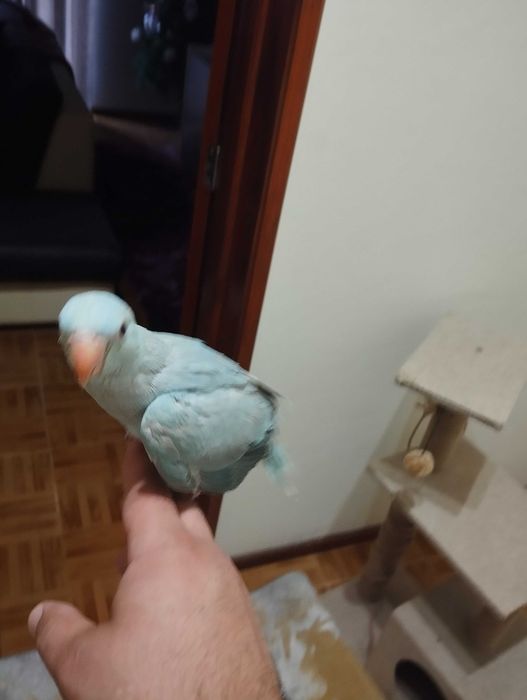 Ring necks e agapórnis para troca