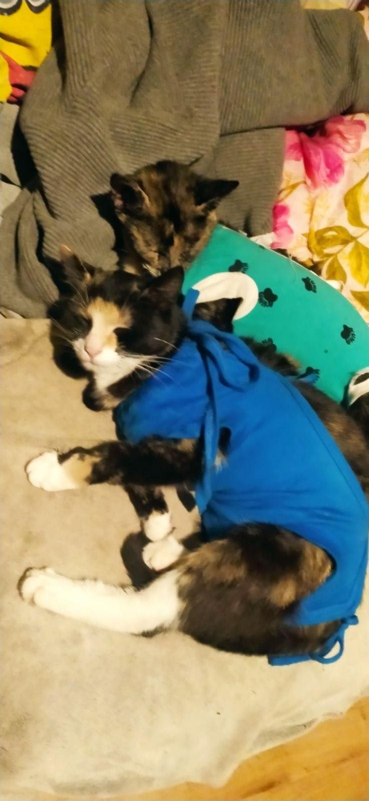 Kot kotek kotka do adopcji