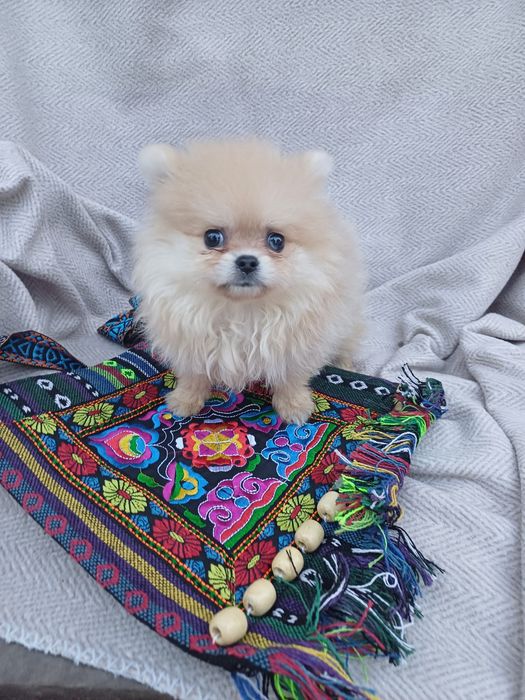 Я маленька красуня -шпіцик.