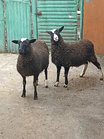 Продам вівців для розведення
