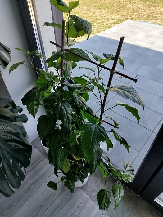 Кімнатні рослини, вазони