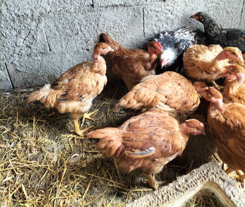 Frangas amarelas de carne