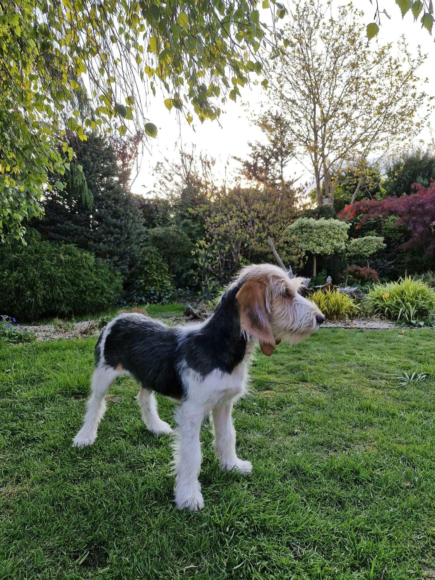 GRAND BASSET Griffon Vendeen szczeniak dziewczynka (FCI ZKwP)