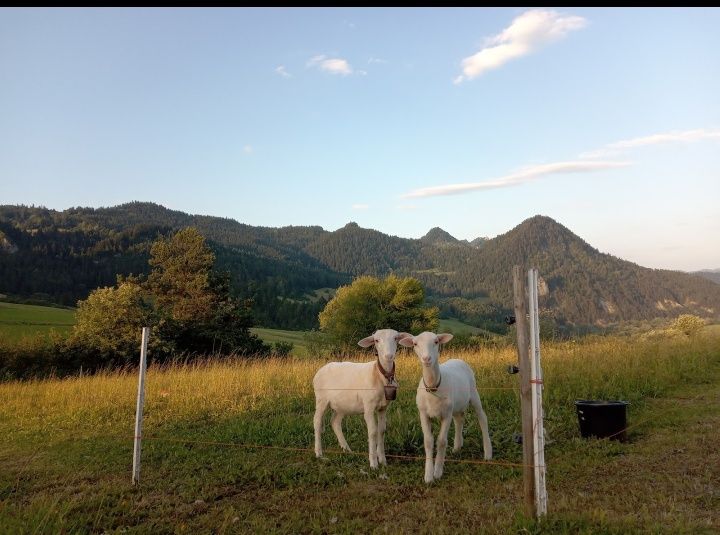 Noclegi  Pieniny Agroturystyka Pod Zamczyskiem pokojei Sromowce Wyżne