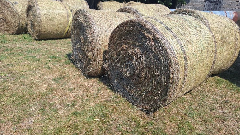 Siano Siano pierwszy pokos dobrze sprasowane