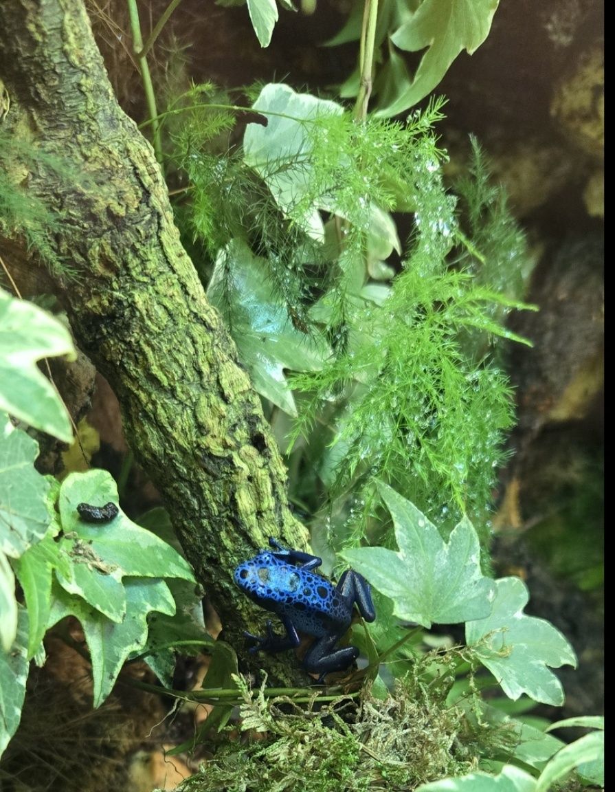 Terrario exoterra 45x45x90 com 3 Dendrobates