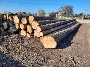 Sosna Tartaczna, dłużyca drewno okrągłe, Z Lasów Państwowych FSC 100%