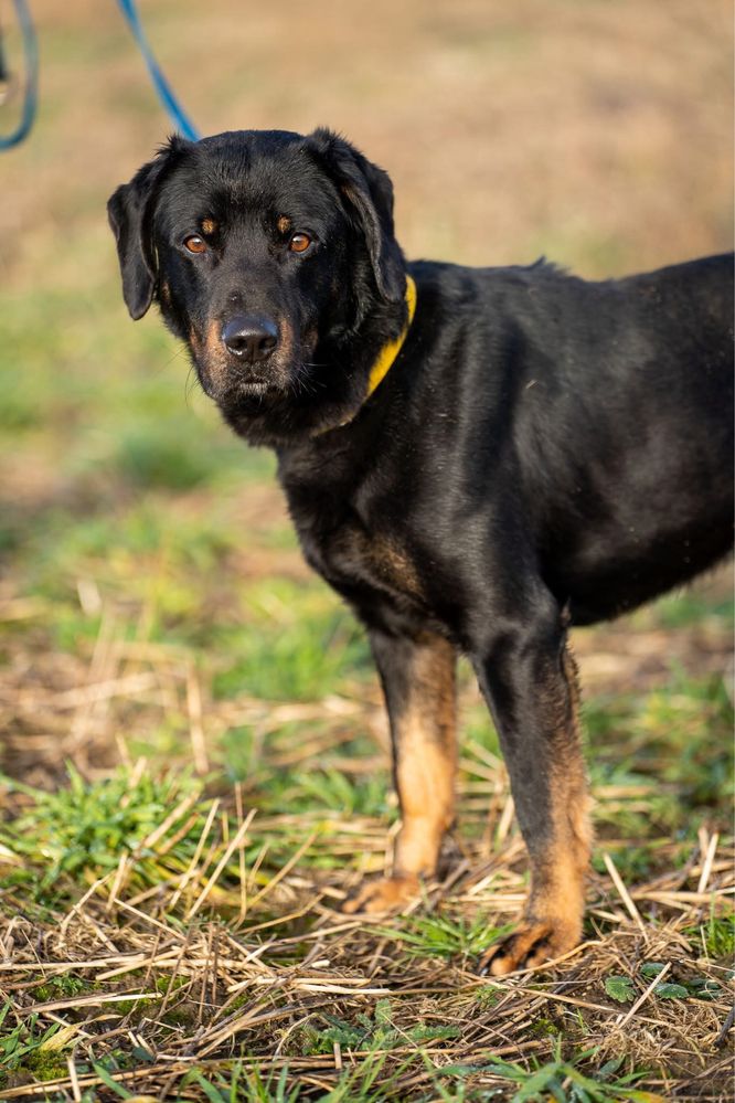 Karmel, młody pies w typie: gończy ale z charakteru labrador, retriver