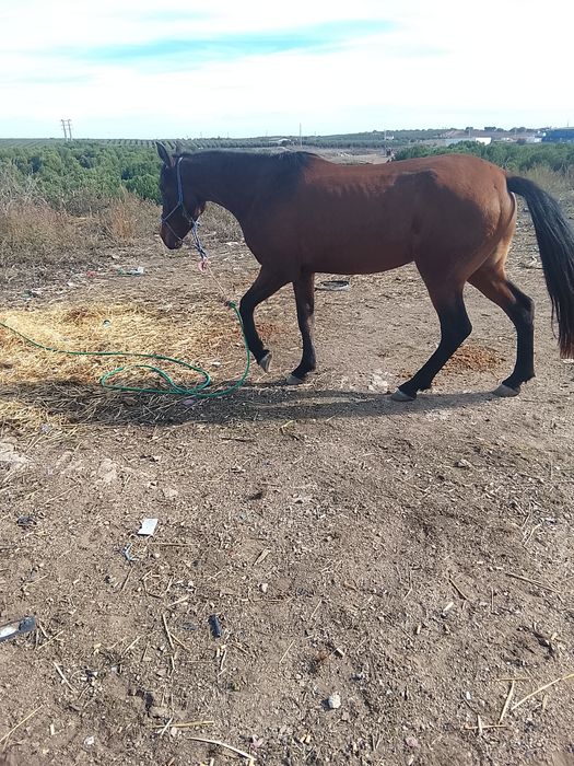 Vendo ou troco um égua com 3 anos muito mansa
