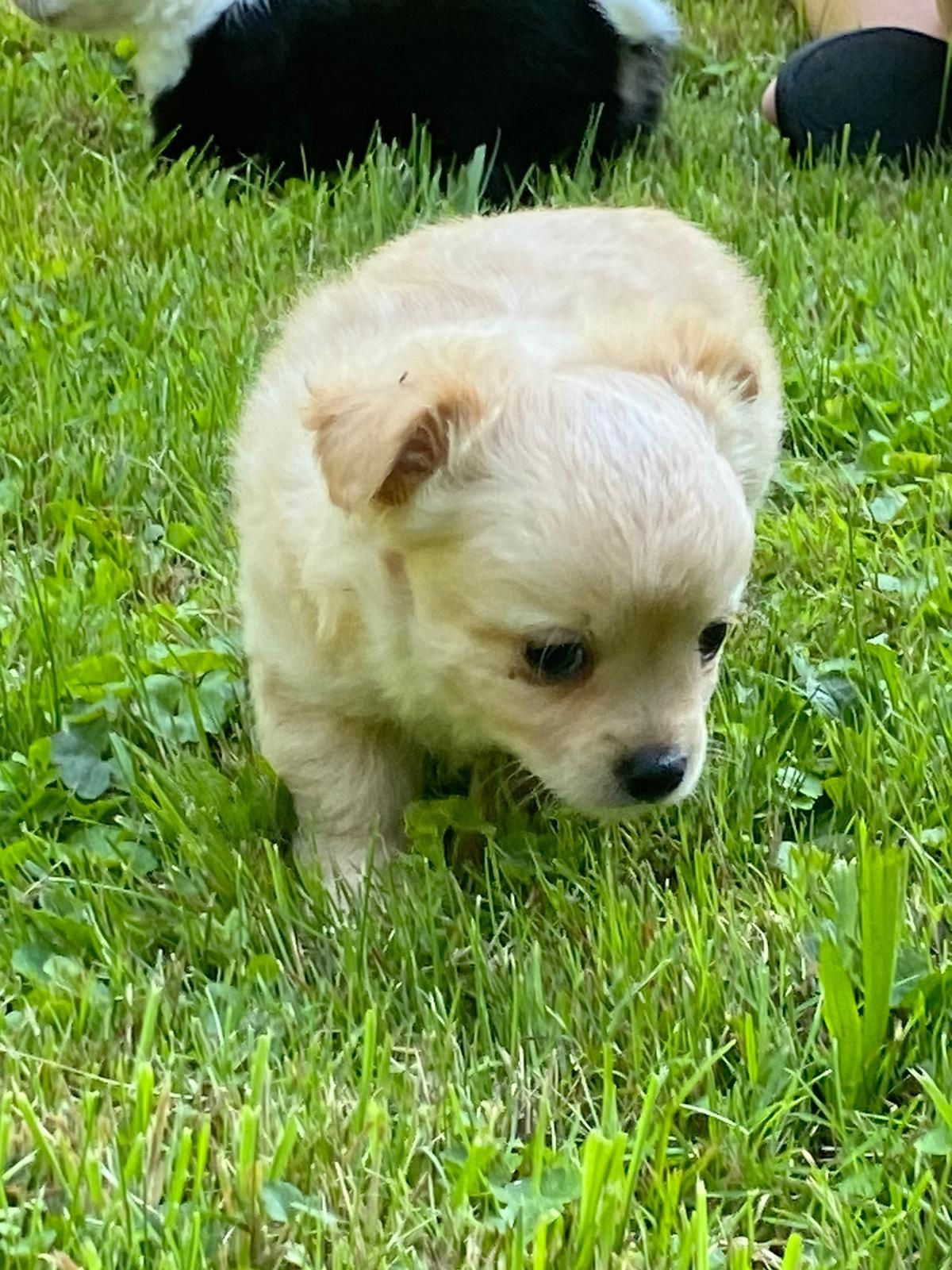 Piesek chihuahua biszkopt