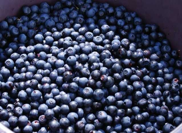 Jagody leśne Jagoda leśna z lasu świeże zbiory / wysyłka kurier