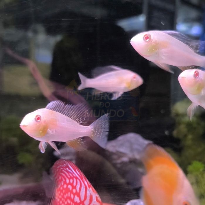 Acarichthys Heckelli Albino