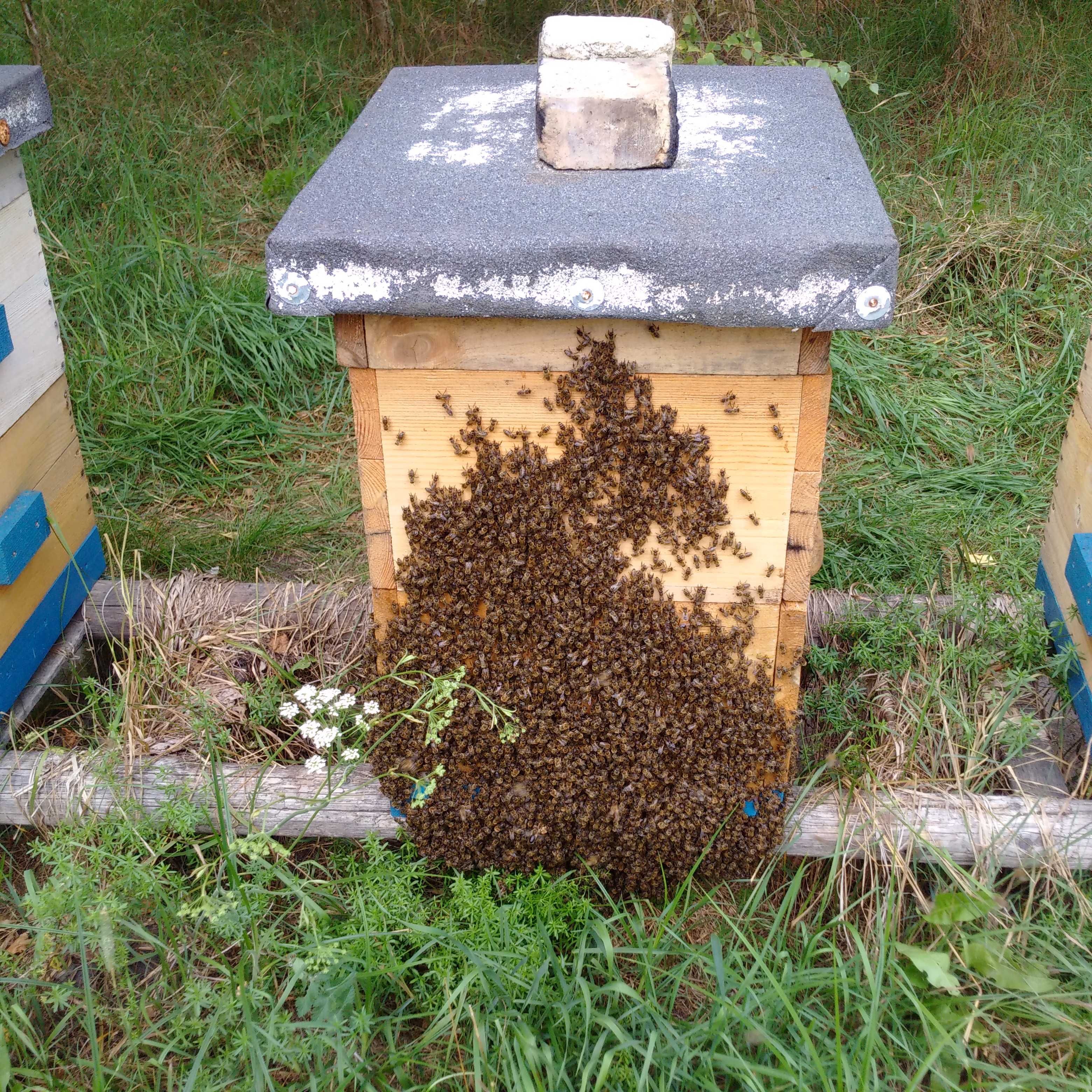 Promocja na miód z własnej pasieki, Siedlce.