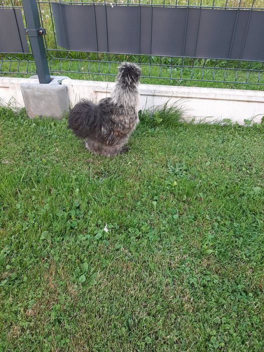 Koguty jedwabiste silki