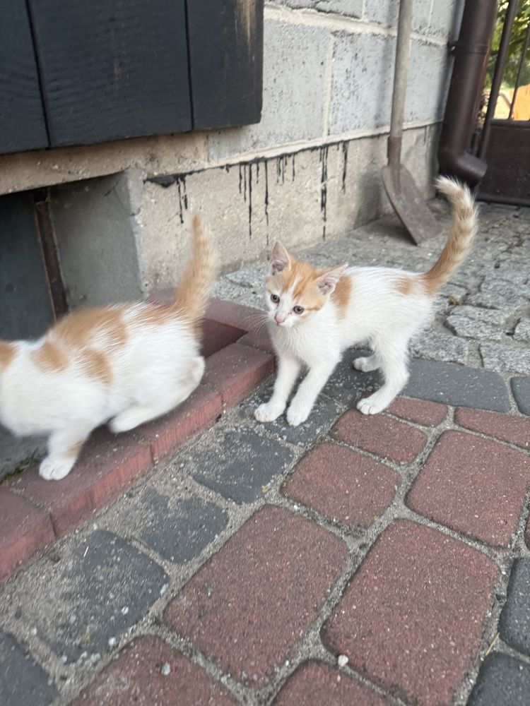 Oddam koty kotki w dobre ręce