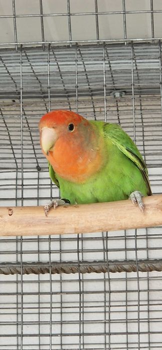 Roseicollis longfeather