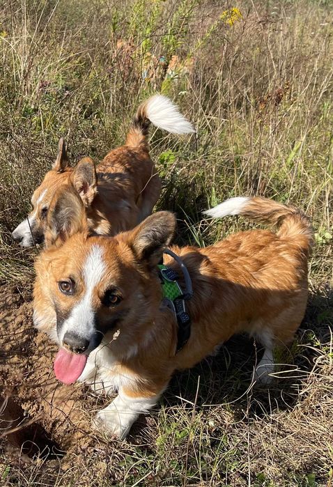 cudowny szczeniak Welsh Corgi Pembroke