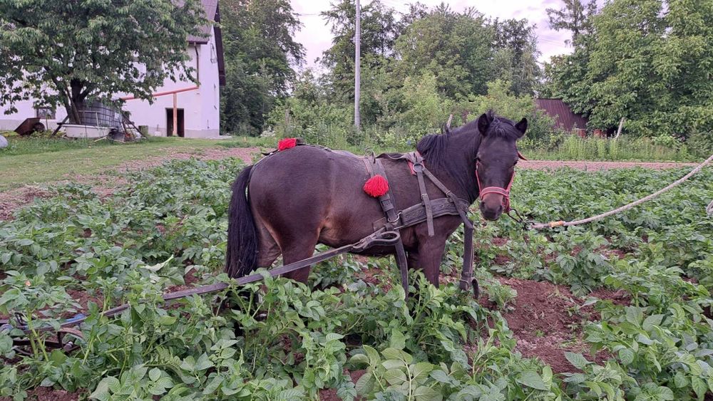 Konik kucyk ogierek 19 miesięcy