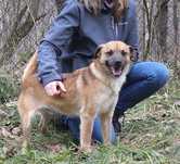 Pies Rafcio, oddam psa, adopcja