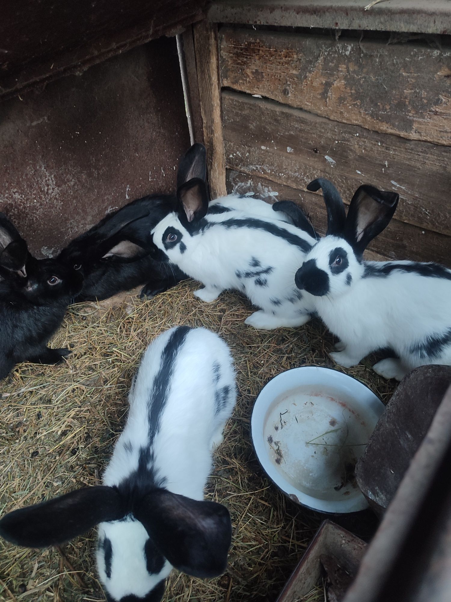 Продам кроликів Німецький Строкач