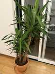Planta de interior Yucca