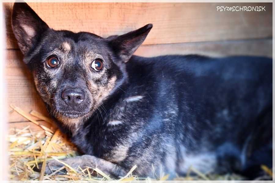 Bójka – przerażona, schowana przed światem potrzebuje pomocy