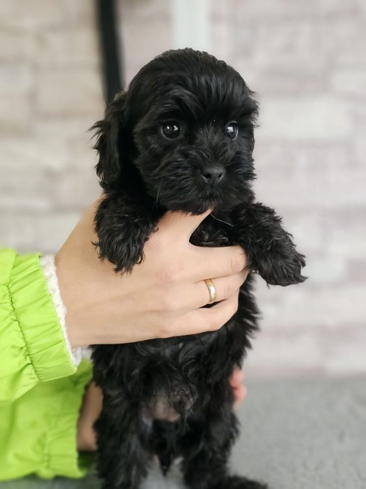 Maltipoo chłopiec , maltipoo F1 b ( maltańczyk pudel)