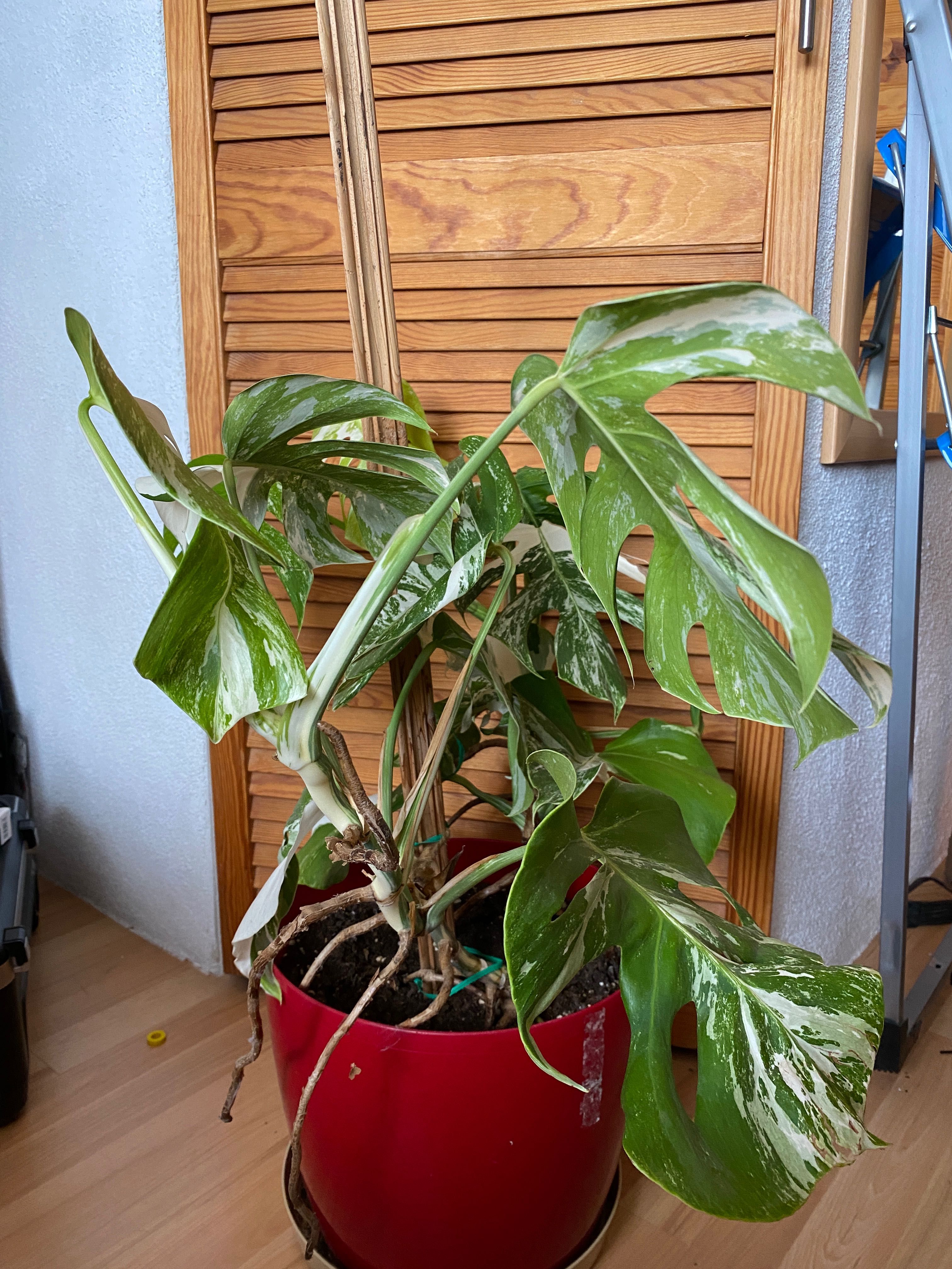 Monstera variegata 14 liści