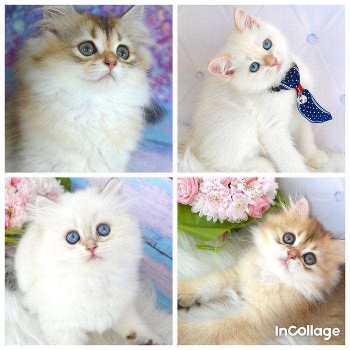 Британская золотая шиншилла котята/золота шиншила/поинт/золотые