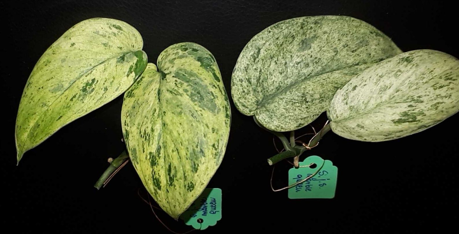 Scindapsus jade satin marble queen