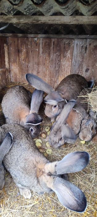 Sprzedam króliki olbrzym belgijski