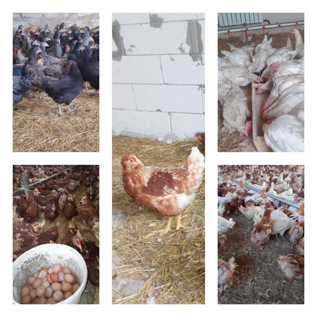 Продам кури несушки! Доставка безкоштовна. Іванків!