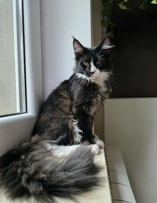 Gotowy do odbioru Kocur Maine Coon z rodowodem FPL