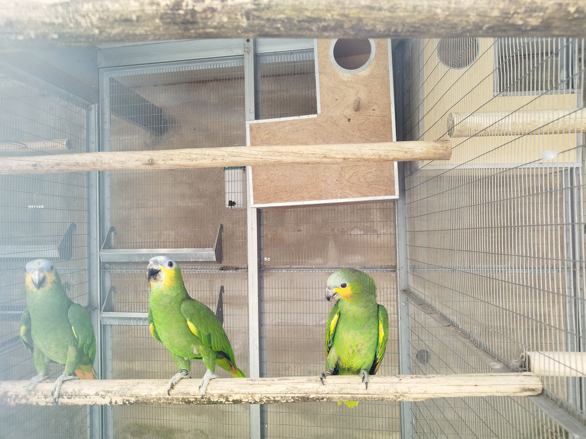 Crias de papagaio amazona