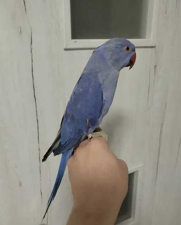 Ожереловый фиолетовый попугай птенец