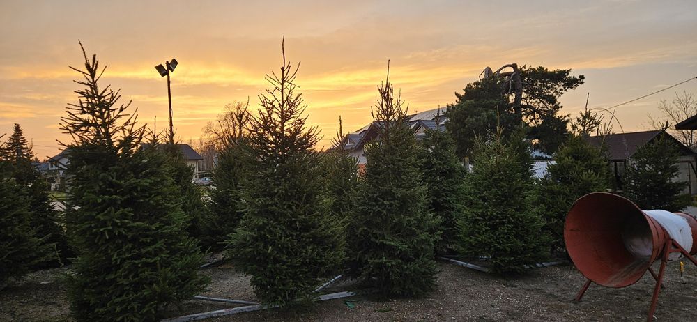 Choinki pachnące jak las - Brzóza