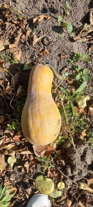 Домашні гарбузи, тыква