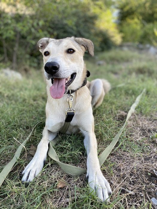 Отдам бесплатно в хорошие руки
