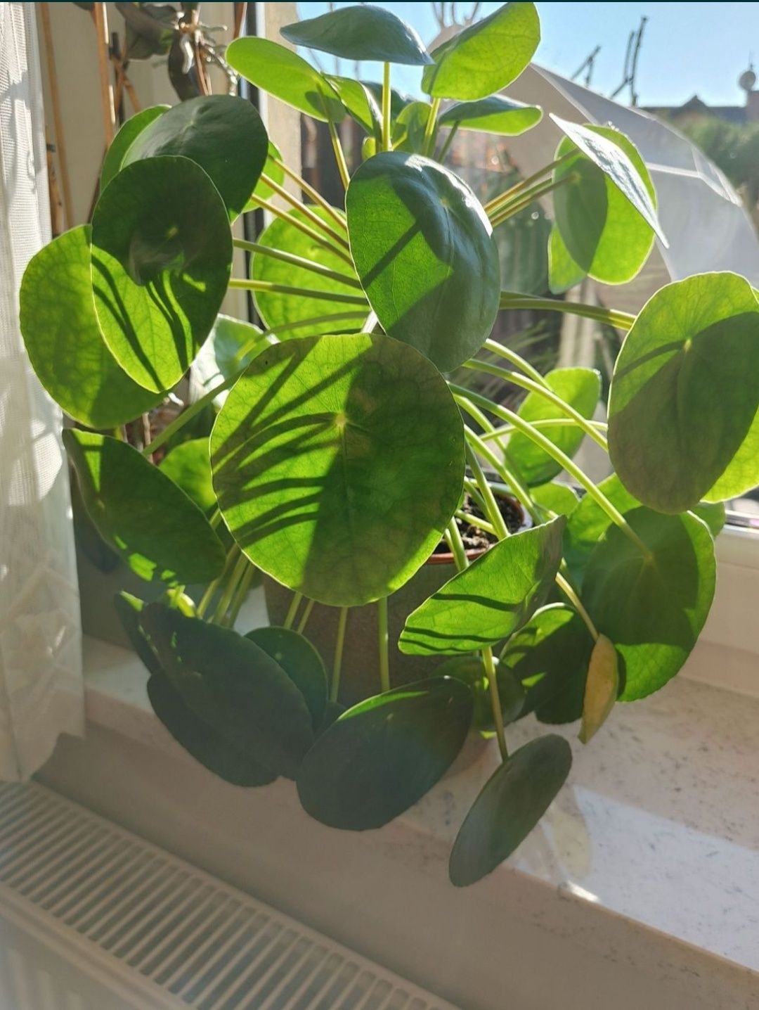 Pieniążek/Pilea peperomioides