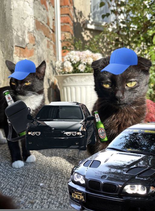 Кошенята дівчатка в добрі руки