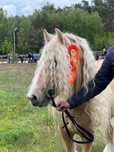 Ogier Irish cob nie tinker