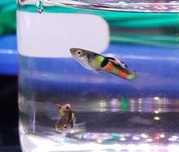 Guppys Endler "El Tigre"