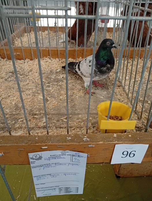 Sprzedam Deresze Węgierskie