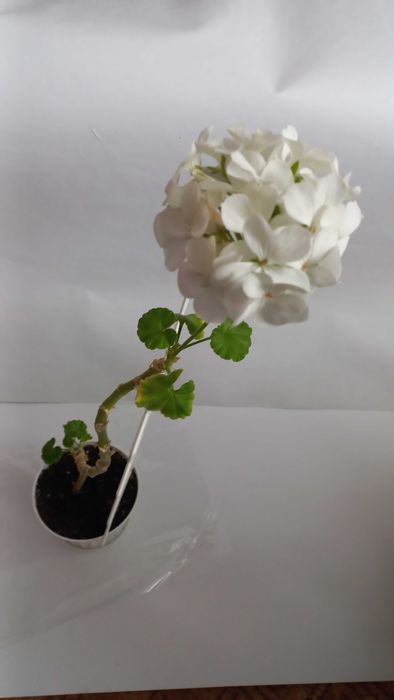 Герань калачики пеларгонія